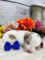 Austin. AKC. Clear, a male Poodle - Miniature  for sale in Nixa, MO – Photo 4 of 6