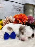 Austin. AKC. Clear, a male Poodle - Miniature  for sale in Nixa, MO – Photo 6 of 6