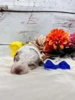 Austin. AKC. Clear, a male Poodle - Miniature  for sale in Nixa, MO – Photo 2 of 6