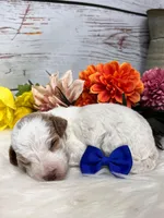 Austin. AKC. Clear, a male Poodle - Miniature  for sale in Nixa, MO – Photo 3 of 6