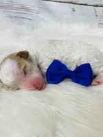 Austin. AKC. Clear, a male Poodle - Standard  for sale in Nixa, MO – Photo 3 of 7