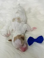 Austin. AKC. Clear, a male Poodle - Standard  for sale in Nixa, MO – Photo 2 of 7