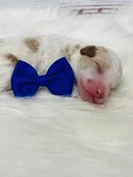 Austin. AKC. Clear, a male Poodle - Standard  for sale in Nixa, MO – Photo 6 of 7