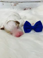 Austin. AKC. Clear, a male Poodle - Standard  for sale in Nixa, MO – Photo 1 of 7