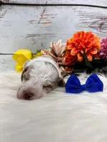 Austin. AKC. Clear, a male Poodle - Miniature  for sale in Nixa, MO – Photo 5 of 6