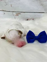 Austin. AKC. Clear, a male Poodle - Standard  for sale in Nixa, MO – Photo 5 of 7