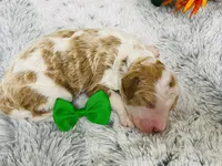 Marble.  AKC, a male Poodle - Standard  for sale in Nixa, MO – 7 of 8