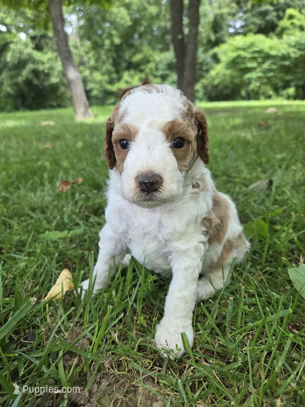 Arizona.  AKC.  Clear – Poodle - Standard  puppy for sale in Nixa, MO