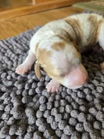 Arizona.  AKC.  Clear, a female Poodle - Standard  for sale in Nixa, MO – 1 of 3