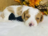 Gunther.  AKC, a male Poodle - Miniature  for sale in Nixa, MO – 1 of 5