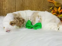 Chandler.  AKC, a male Poodle - Miniature  for sale in Nixa, MO – 5 of 5
