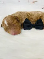 Texas. AKC. Clear, a male Poodle - Standard  for sale in Nixa, MO – Photo 4 of 4