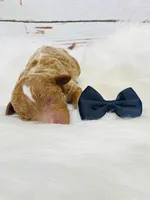 Texas. AKC. Clear, a male Poodle - Standard  for sale in Nixa, MO – Photo 3 of 4