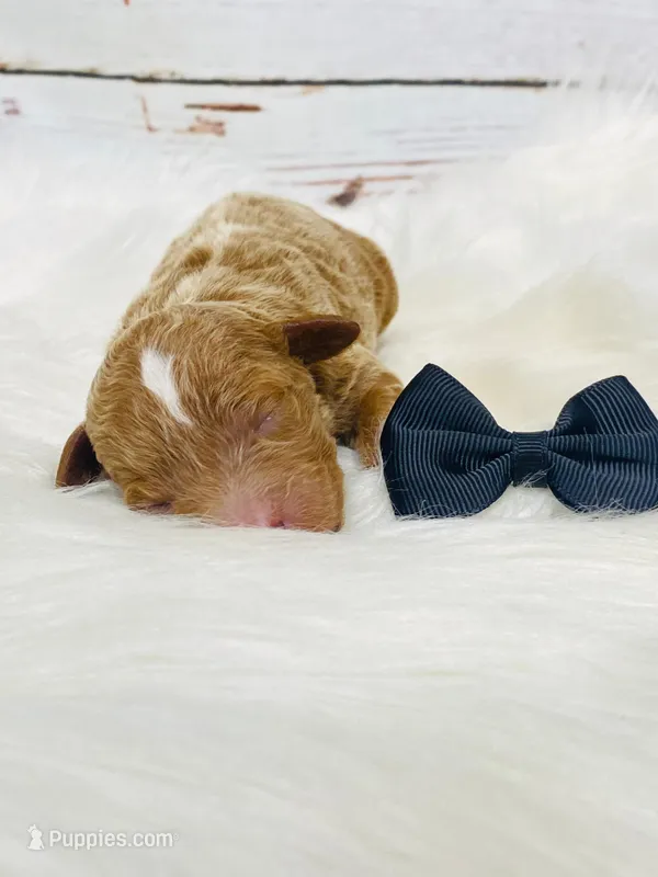 Texas. AKC. Clear – Poodle - Standard  puppy for sale in Nixa, MO