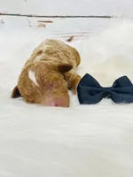 Texas. AKC. Clear, a male Poodle - Standard  for sale in Nixa, MO – Photo 1 of 4