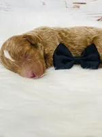 Texas. AKC. Clear, a male Poodle - Standard  for sale in Nixa, MO – Photo 2 of 4