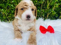 Lincoln. AKC, a male Poodle - Miniature  for sale in Nixa, MO – 2 of 2