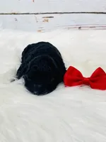 Maverick.  AKC., a male Poodle - Miniature  for sale in Nixa, MO – Photo 3 of 7