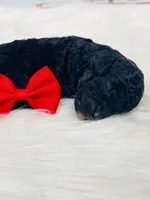 Maverick.  AKC., a male Poodle - Miniature  for sale in Nixa, MO – Photo 5 of 7