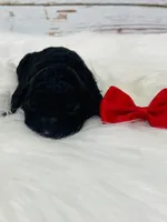 Maverick.  AKC., a male Poodle - Miniature  for sale in Nixa, MO – Photo 4 of 7