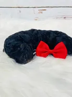 Maverick.  AKC., a male Poodle - Miniature  for sale in Nixa, MO – Photo 1 of 7