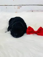 Maverick.  AKC., a male Poodle - Miniature  for sale in Nixa, MO – Photo 2 of 7