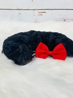 Maverick.  AKC., a male Poodle - Miniature  for sale in Nixa, MO – Photo 6 of 7