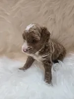 Bubba.  AKC, a male Poodle - Toy  for sale in Nixa, MO – 6 of 6