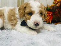Pork chop  AKC, a male Poodle - Miniature  for sale in Nixa, MO – 8 of 8