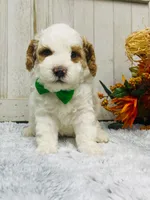 Bing.   AKC, a male Poodle - Miniature  for sale in Nixa, MO – 4 of 5