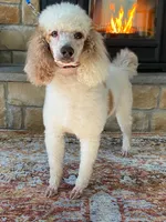 Texas. AKC. OFA, a male Poodle - Standard  for sale in Nixa, MO – 5 of 7