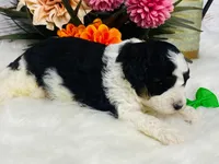 Kitkat. AKC. Clear, a male Poodle - Toy  and Poodle - Miniature  for sale in Nixa, MO – 2 of 8