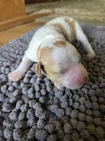 Arizona.  AKC.  Clear, a female Poodle - Standard  for sale in Nixa, MO – 3 of 3