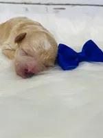 Snicker.  Akc. Clear, a male Poodle - Toy  and Poodle - Miniature  for sale in Nixa, MO – 3 of 5