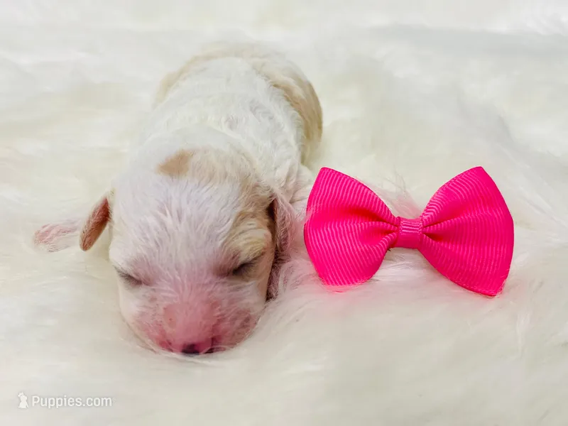 Bonbon. Akc. Clear , a female Poodle - Toy  and Poodle - Miniature  for sale in Nixa, MO – 1 of 6