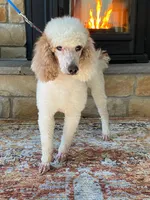 Texas. AKC. OFA, a male Poodle - Standard  for sale in Nixa, MO – 6 of 7