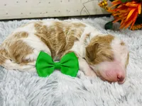 Marble.  AKC, a male Poodle - Standard  for sale in Nixa, MO – 2 of 8