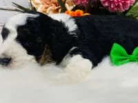 Kitkat. AKC. Clear, a male Poodle - Toy  and Poodle - Miniature  for sale in Nixa, MO – 6 of 8