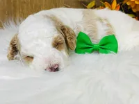 Chandler.  AKC, a male Poodle - Miniature  for sale in Nixa, MO – 4 of 5