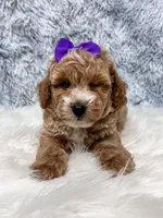Daisey. AKC, a female Poodle - Toy  for sale in Nixa, MO – 4 of 4