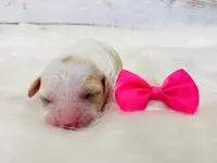 Bonbon. Akc. Clear , a female Poodle - Toy  and Poodle - Miniature  for sale in Nixa, MO – 5 of 6