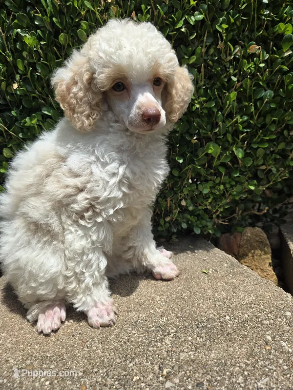 Peaches.  AKC – Poodle - Toy  puppy for sale in Nixa, MO