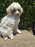 Peaches.  AKC, a female Poodle - Toy  for sale in Nixa, MO – 1 of 3