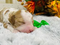 Marble.  AKC, a male Poodle - Standard  for sale in Nixa, MO – 5 of 8