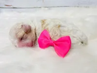 Bonbon. Akc. Clear , a female Poodle - Toy  and Poodle - Miniature  for sale in Nixa, MO – 6 of 6
