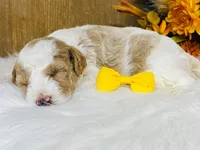Willie. AKC, a male Poodle - Miniature  for sale in Nixa, MO – 6 of 10