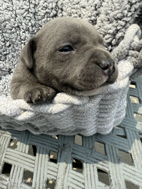 Female, a female Staffordshire Bull Terrier for sale in Dawsonville, GA – Photo 1 of 1