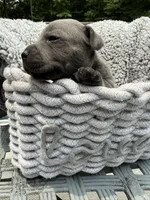 Little Bit (Boy), a male Staffordshire Bull Terrier for sale in Dawsonville, GA – Photo 6 of 8