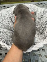 Little Bit (Boy), a male Staffordshire Bull Terrier for sale in Dawsonville, GA – Photo 7 of 8