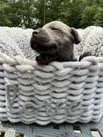 Little Bit (Boy), a male Staffordshire Bull Terrier for sale in Dawsonville, GA – Photo 4 of 8